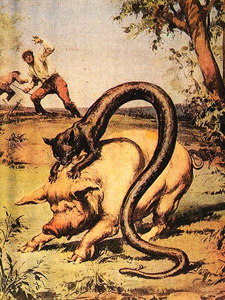 Fot. www.monstropedia.org