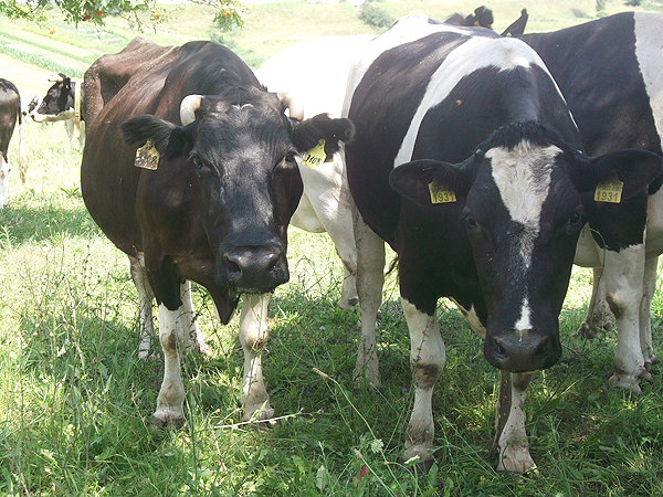 Krowy z wołyńskiego przedsiębiorstwa „Rat`” (rejon łucki) (Fot. Agnieszka Ratna)