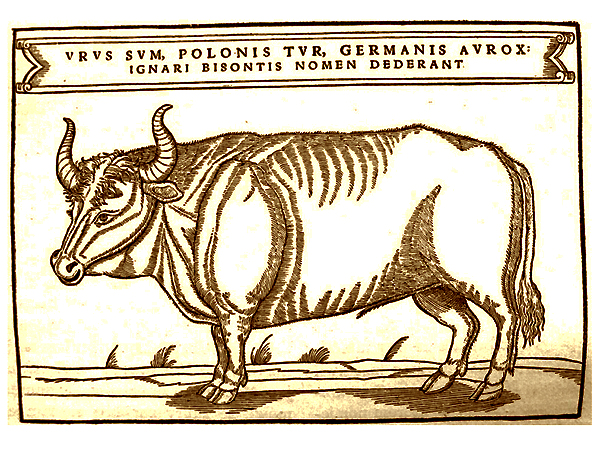 Tur. Ilustracja z książki Zygmunta Herbersteina, opublikowana w 1556 r. (Fot. en.m.wikipedia.org)