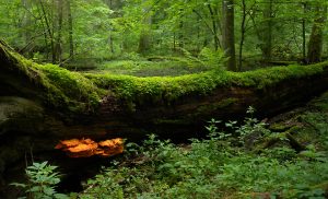 Białowieski Park Narodowy (Fot. webturystyka.pl)