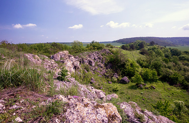 Biblijne rośliny Miodoborów
