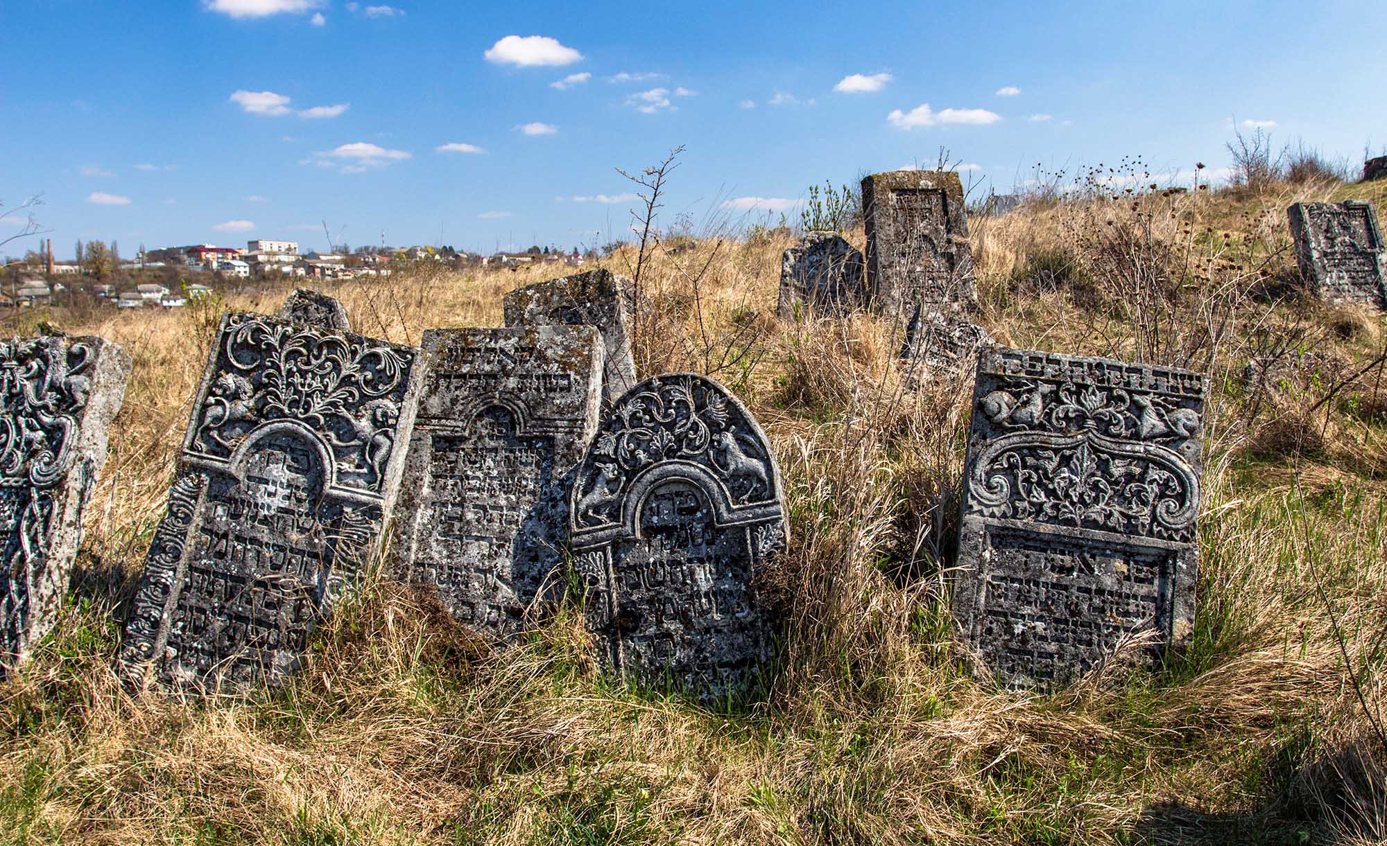 Polski orzeł, lew galicyjski i chińskie króliki na starych żydowskich cmentarzach