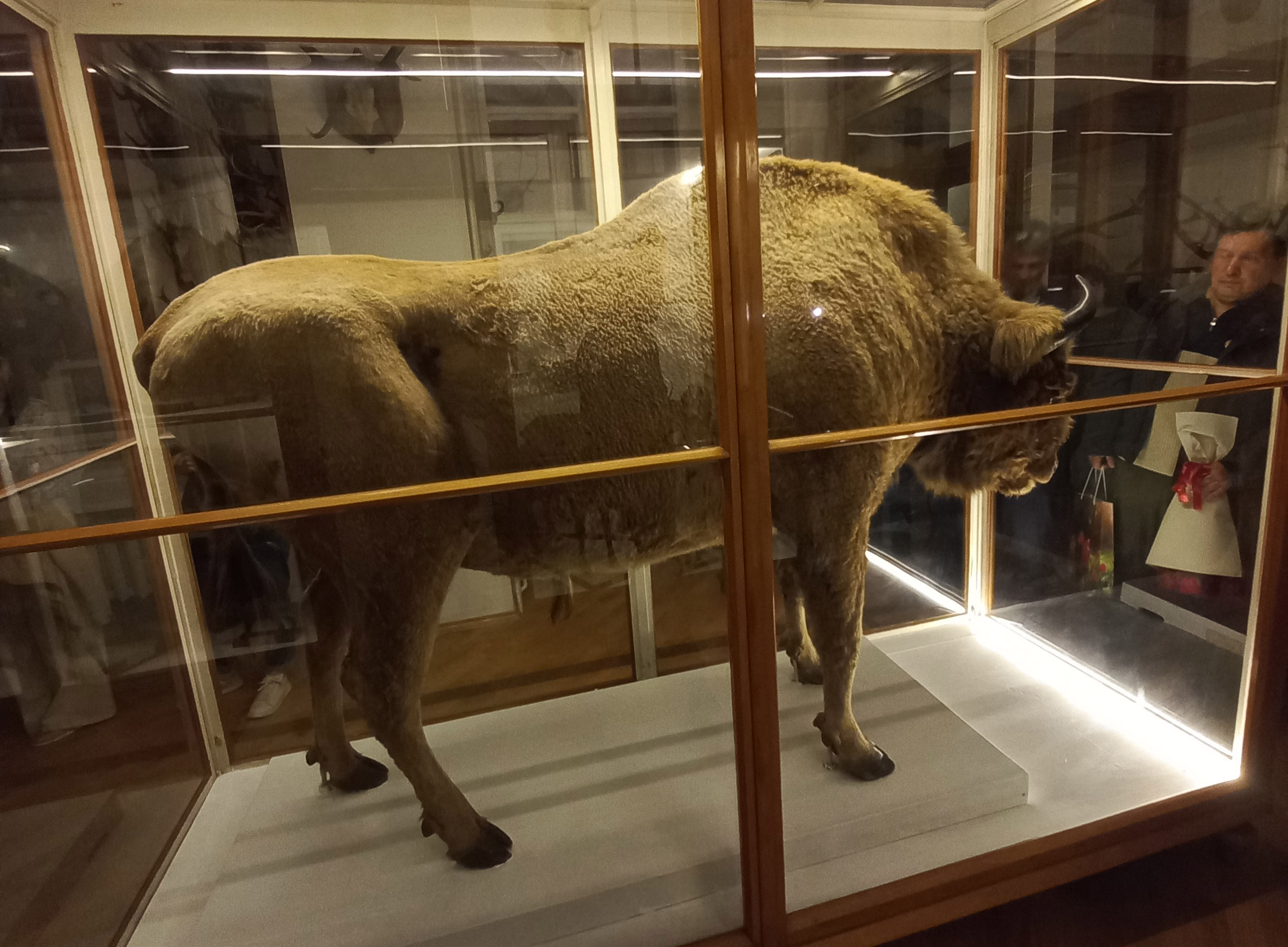 Jubileuszowa wystawa w Muzeum Przyrodniczym we Lwowie